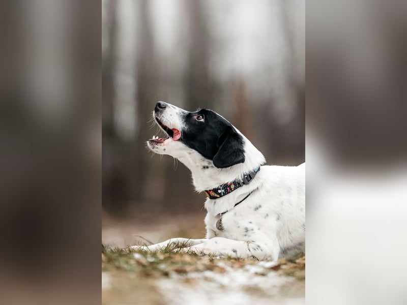 Lebensfroher Henry sucht seine Familie