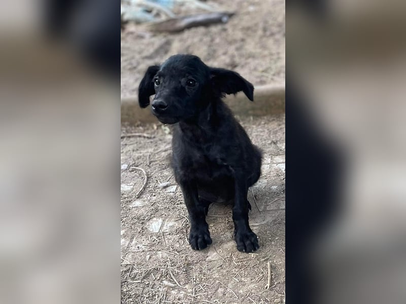 Midnight sucht liebevolles Zuhause