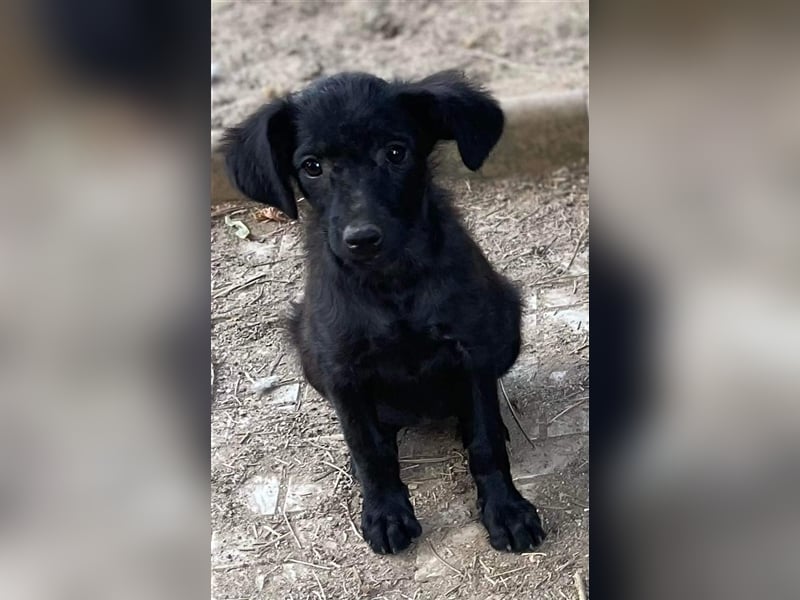 Midnight sucht liebevolles Zuhause