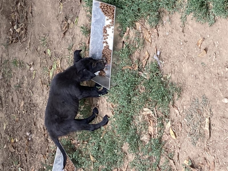 Midnight sucht liebevolles Zuhause