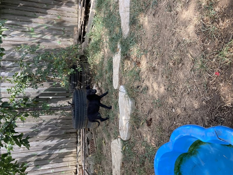 Midnight sucht liebevolles Zuhause