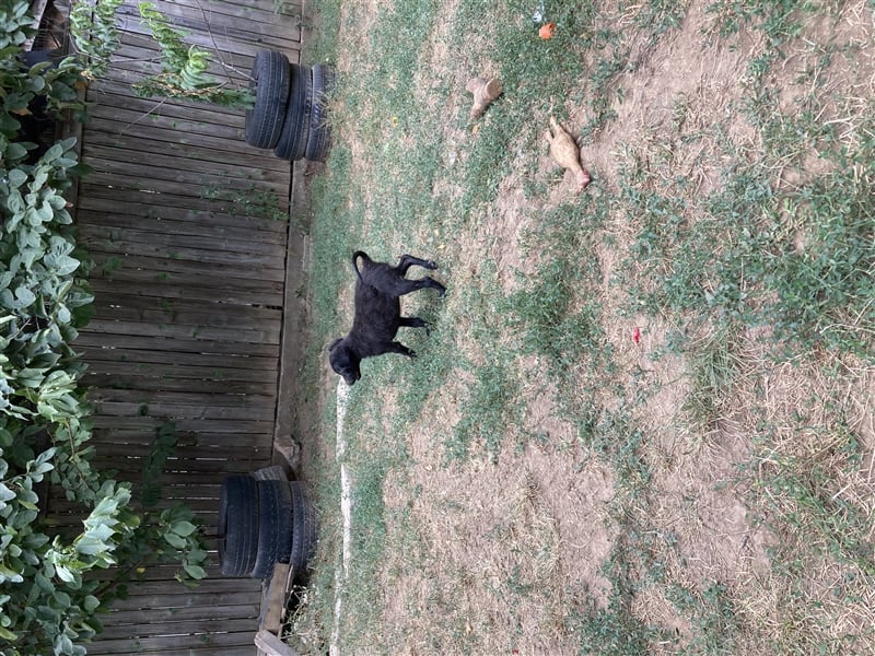 Midnight sucht liebevolles Zuhause