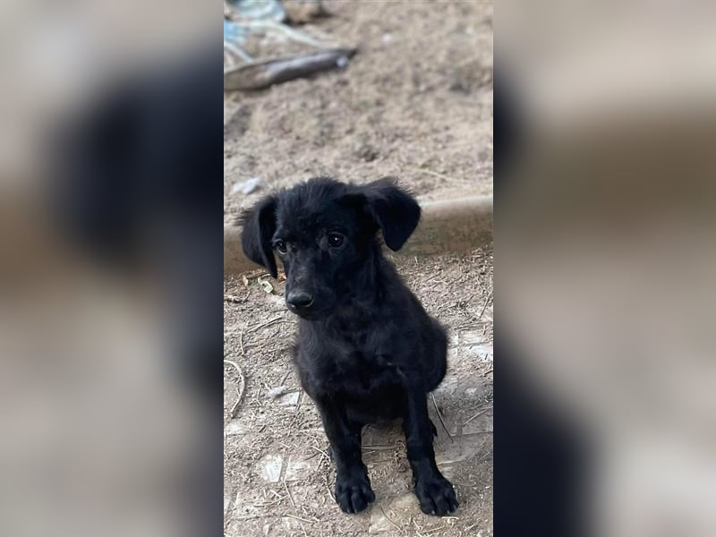 Midnight sucht liebevolles Zuhause