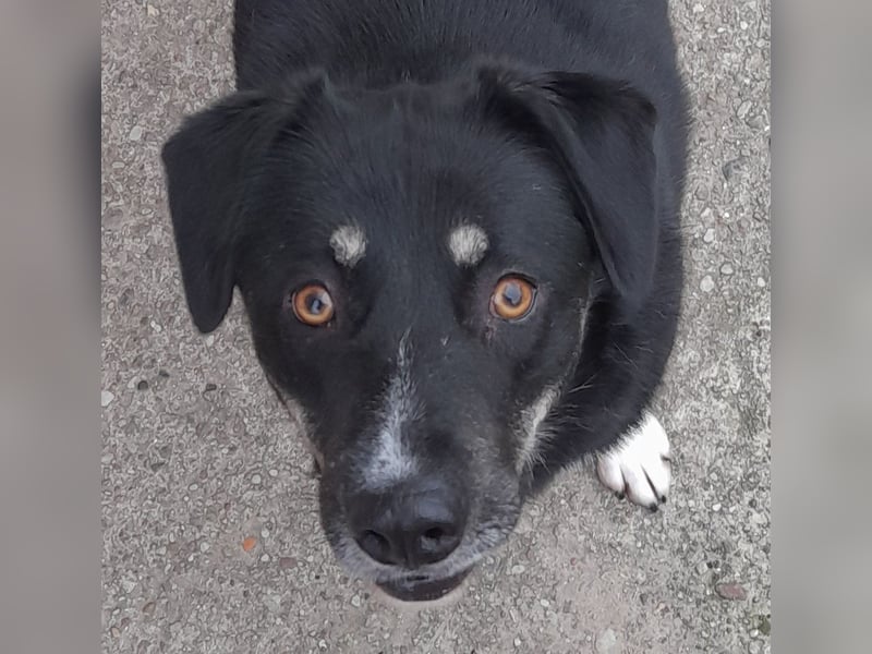 fröhlicher Benno 3 J. kastr., sucht sein Traumzuhause fröhlicher Benno 3 J. kastr., sucht sein Traumzuhause