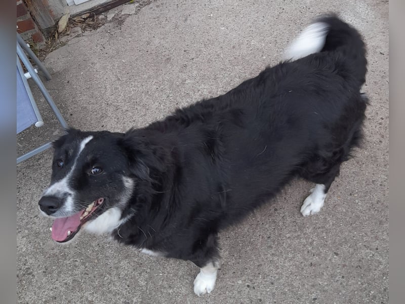 Knutschkugel Betty 2 J.  kastr., sucht ihr Traumzuhause Knutschkugel Betty 2 J.  kastr., sucht ihr Traumzuhause