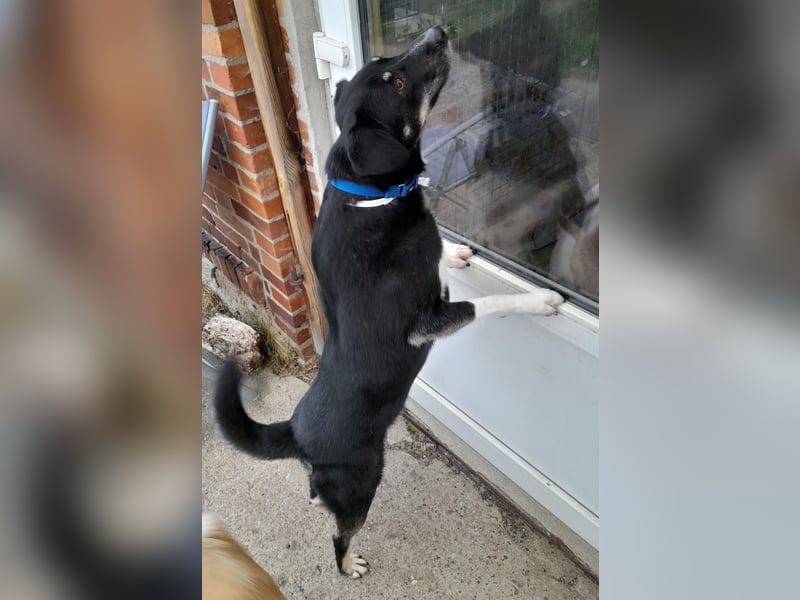 fröhlicher Benno 3 J. kastr., sucht sein Traumzuhause fröhlicher Benno 3 J. kastr., sucht sein Traumzuhause