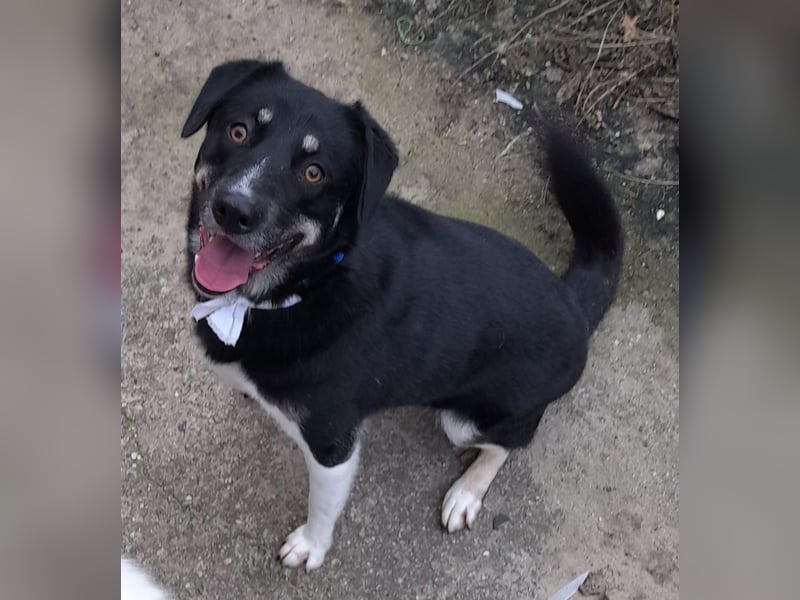 fröhlicher Benno 3 J. kastr., sucht sein Traumzuhause fröhlicher Benno 3 J. kastr., sucht sein Traumzuhause