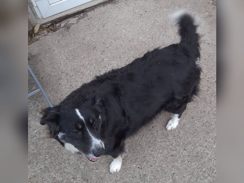 Knutschkugel Betty 2 J.  kastr., sucht ihr Traumzuhause Knutschkugel Betty 2 J.  kastr., sucht ihr Traumzuhause