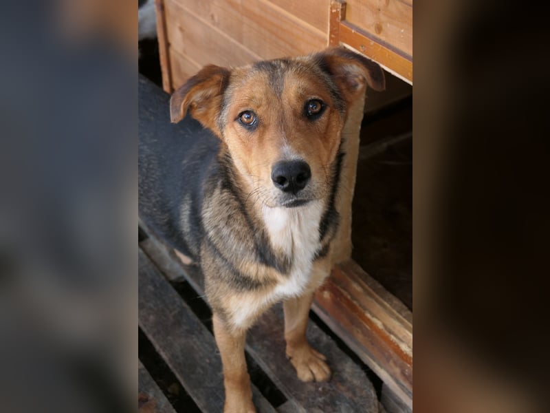 FERNANDO - menschenbezogener Junghund sucht dringend liebevolles Zuhause FERNANDO - menschenbezogener Junghund sucht dringend liebevolles Zuhause