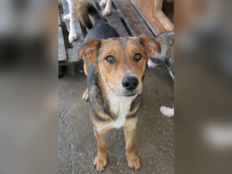 FERNANDO - menschenbezogener Junghund sucht dringend liebevolles Zuhause FERNANDO - menschenbezogener Junghund sucht dringend liebevolles Zuhause