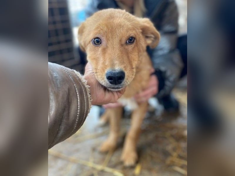ESPRESSO - bezaubernder Junghund sucht seine Familie ESPRESSO - bezaubernder Junghund sucht seine Familie