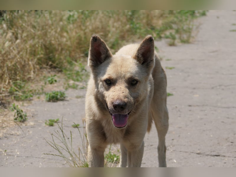 THIAGO - sanfter, neugieriger Rüde sucht sein großes Glück