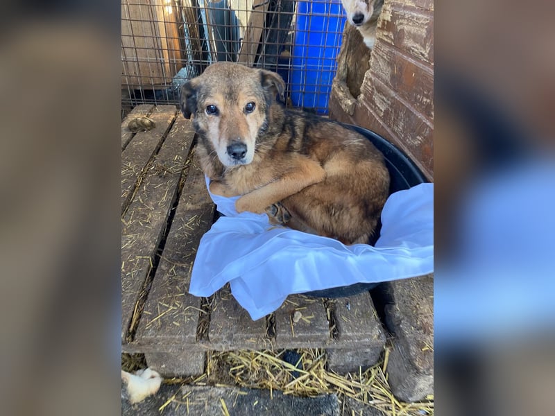 Nino sucht sein Zuhause Nino sucht sein Zuhause