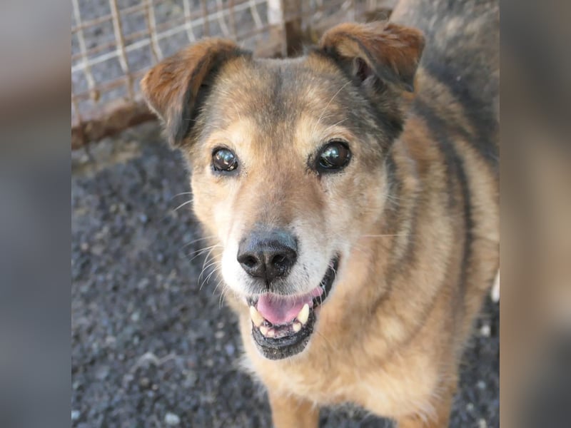 Nino sucht sein Zuhause Nino sucht sein Zuhause