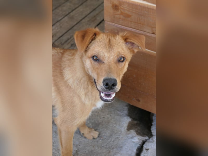 ESPRESSO - bezaubernder Junghund sucht seine Familie ESPRESSO - bezaubernder Junghund sucht seine Familie