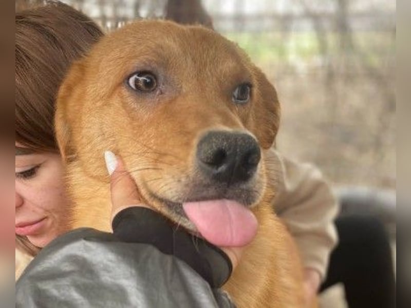 ESPRESSO - bezaubernder Junghund sucht seine Familie ESPRESSO - bezaubernder Junghund sucht seine Familie