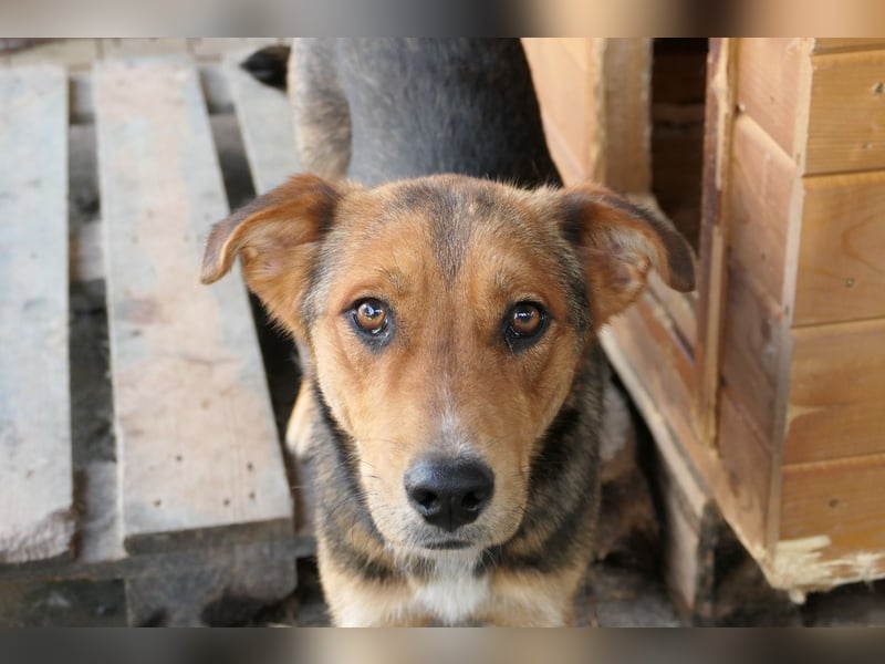FERNANDO - menschenbezogener Junghund sucht dringend liebevolles Zuhause FERNANDO - menschenbezogener Junghund sucht dringend liebevolles Zuhause