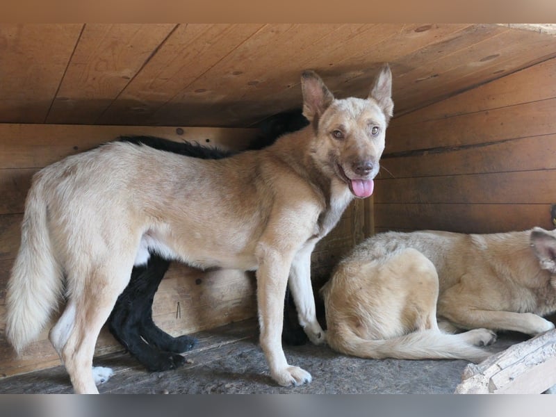 THIAGO - sanfter, neugieriger Rüde sucht sein großes Glück
