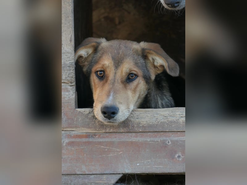 FERNANDO - menschenbezogener Junghund sucht dringend liebevolles Zuhause FERNANDO - menschenbezogener Junghund sucht dringend liebevolles Zuhause