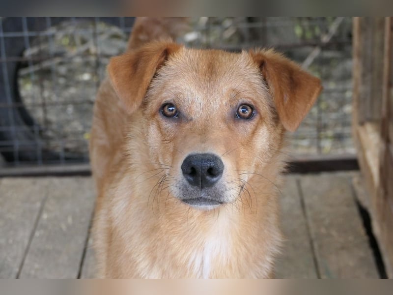 ESPRESSO - bezaubernder Junghund sucht seine Familie ESPRESSO - bezaubernder Junghund sucht seine Familie