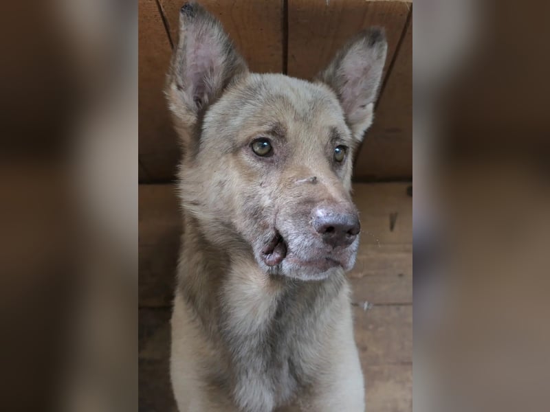 THIAGO - sanfter, neugieriger Rüde sucht sein großes Glück