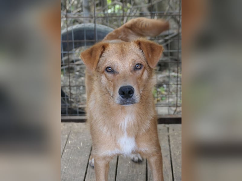 ESPRESSO - bezaubernder Junghund sucht seine Familie ESPRESSO - bezaubernder Junghund sucht seine Familie