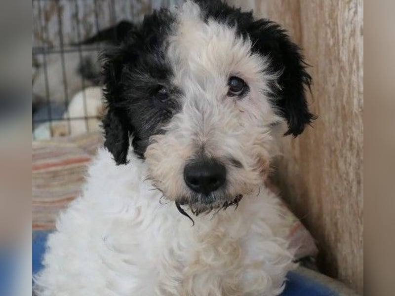 PIPO - schüchterner Rüde sucht einfühlsames Zuhause