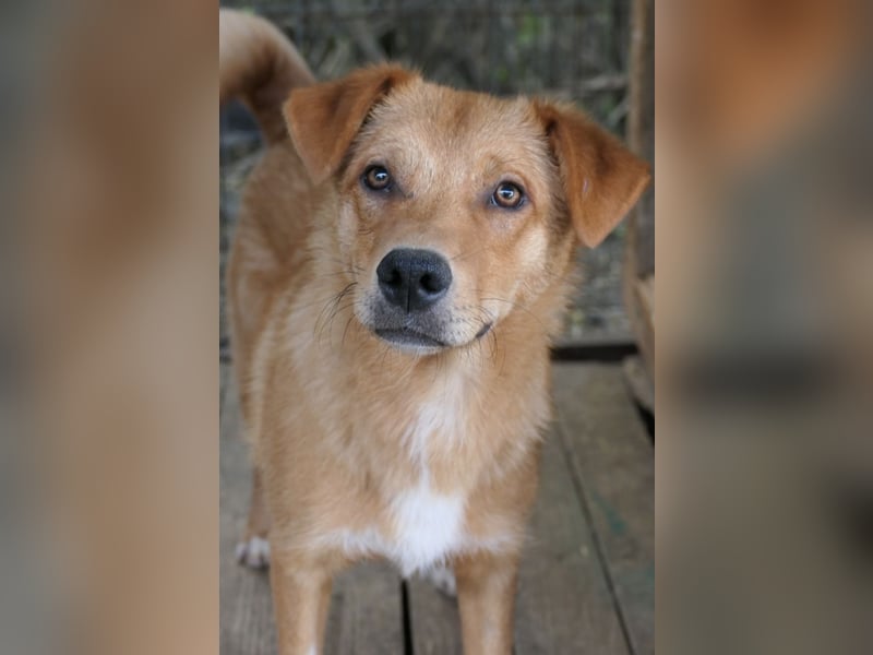 ESPRESSO - bezaubernder Junghund sucht seine Familie ESPRESSO - bezaubernder Junghund sucht seine Familie