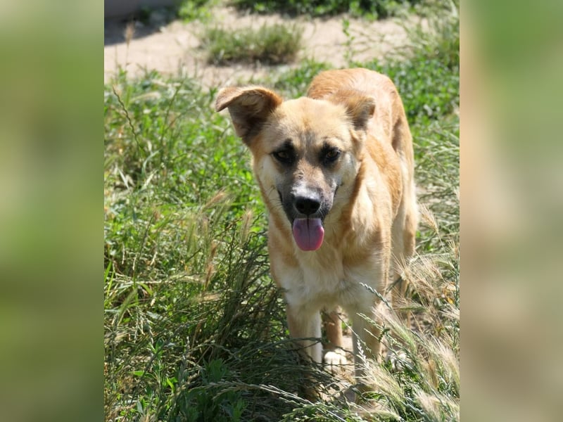 NAJMA - hübsche, schüchterne Hündin sucht dringend Vertrauen