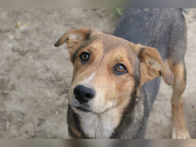 FERNANDO - menschenbezogener Junghund sucht dringend liebevolles Zuhause FERNANDO - menschenbezogener Junghund sucht dringend liebevolles Zuhause