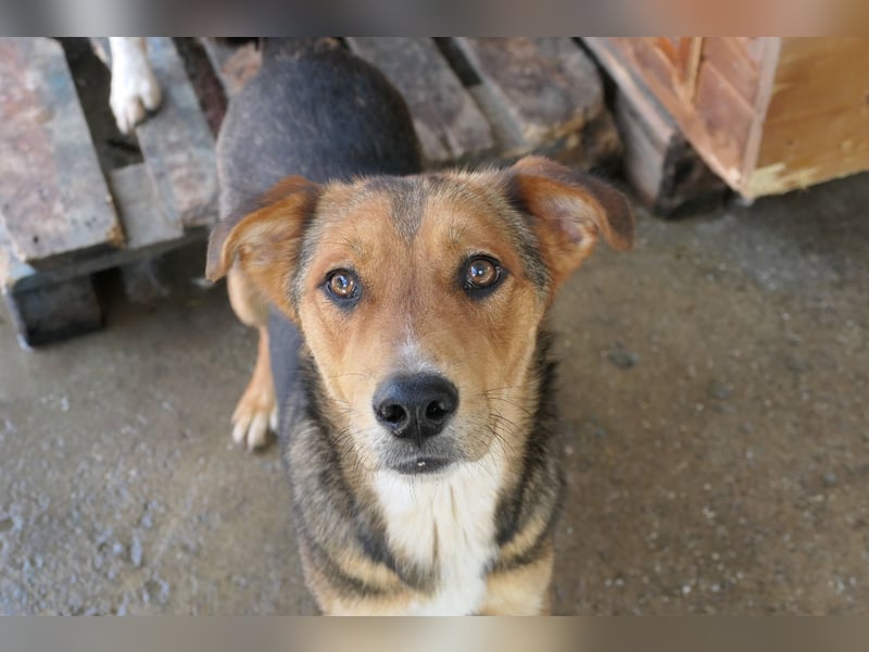FERNANDO - menschenbezogener Junghund sucht dringend liebevolles Zuhause FERNANDO - menschenbezogener Junghund sucht dringend liebevolles Zuhause