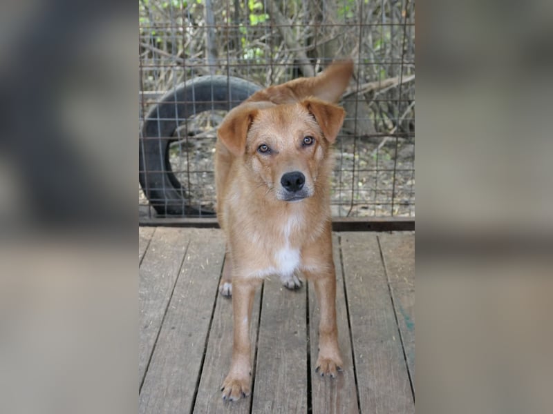 ESPRESSO - bezaubernder Junghund sucht seine Familie ESPRESSO - bezaubernder Junghund sucht seine Familie