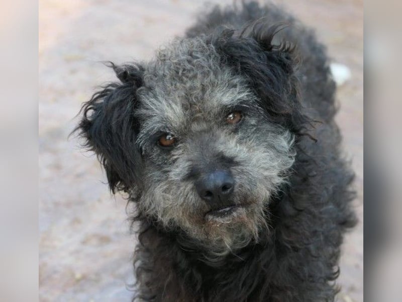 Zauberhafte Shaggy sucht liebevolles Zuhause Zauberhafte Shaggy sucht liebevolles Zuhause