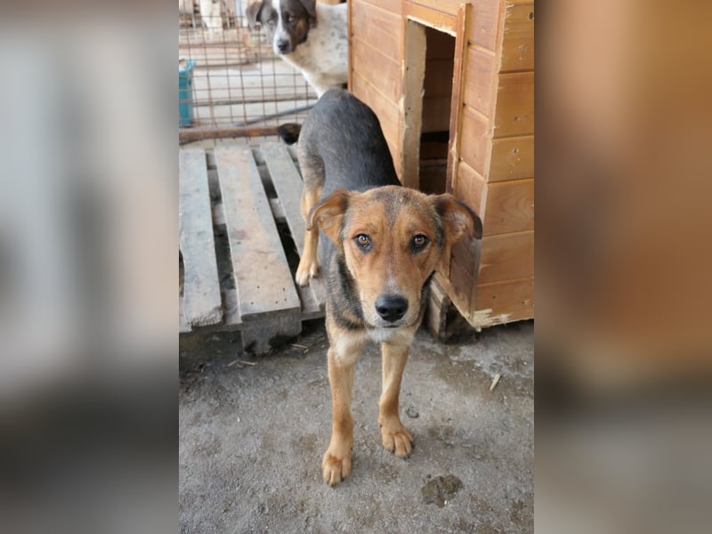 FERNANDO - menschenbezogener Junghund sucht dringend liebevolles Zuhause FERNANDO - menschenbezogener Junghund sucht dringend liebevolles Zuhause