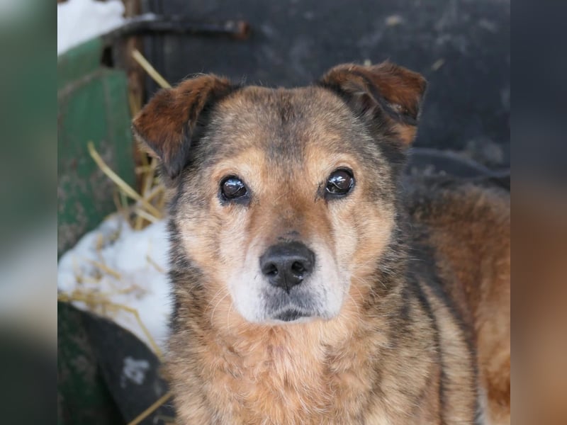 Nino sucht sein Zuhause Nino sucht sein Zuhause