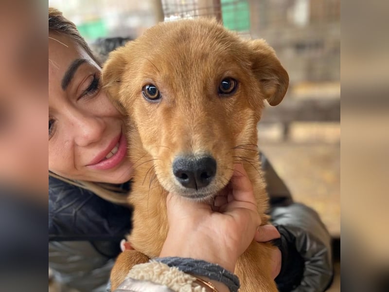 ESPRESSO - bezaubernder Junghund sucht seine Familie ESPRESSO - bezaubernder Junghund sucht seine Familie