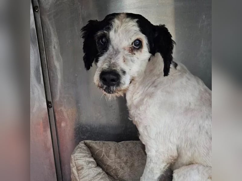 PIPO - schüchterner Rüde sucht einfühlsames Zuhause