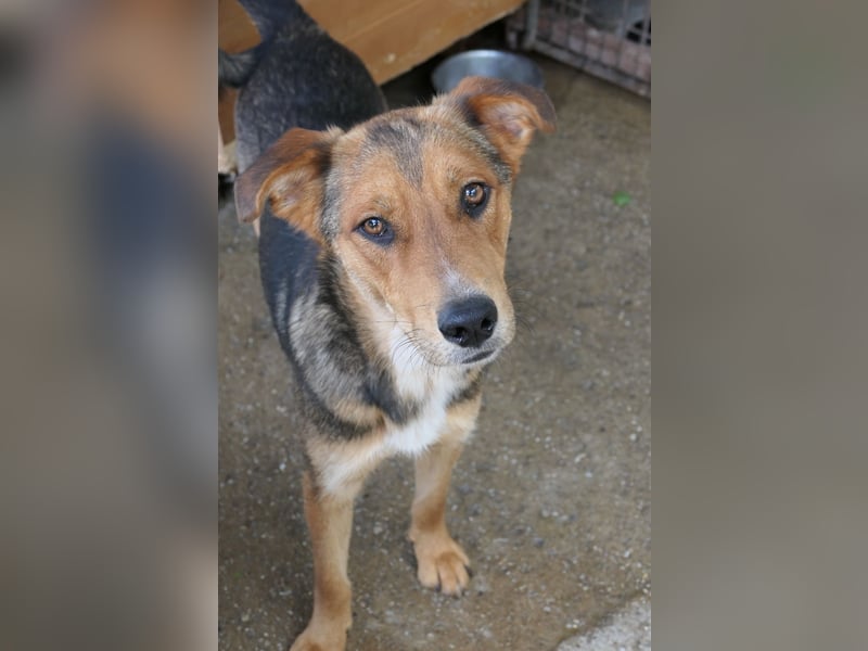 FERNANDO - menschenbezogener Junghund sucht dringend liebevolles Zuhause FERNANDO - menschenbezogener Junghund sucht dringend liebevolles Zuhause
