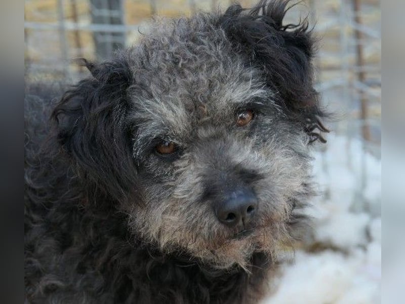 Zauberhafte Shaggy sucht liebevolles Zuhause Zauberhafte Shaggy sucht liebevolles Zuhause