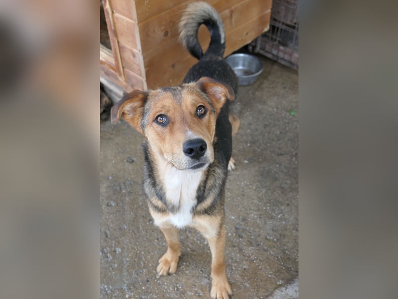 FERNANDO - menschenbezogener Junghund sucht dringend liebevolles Zuhause FERNANDO - menschenbezogener Junghund sucht dringend liebevolles Zuhause