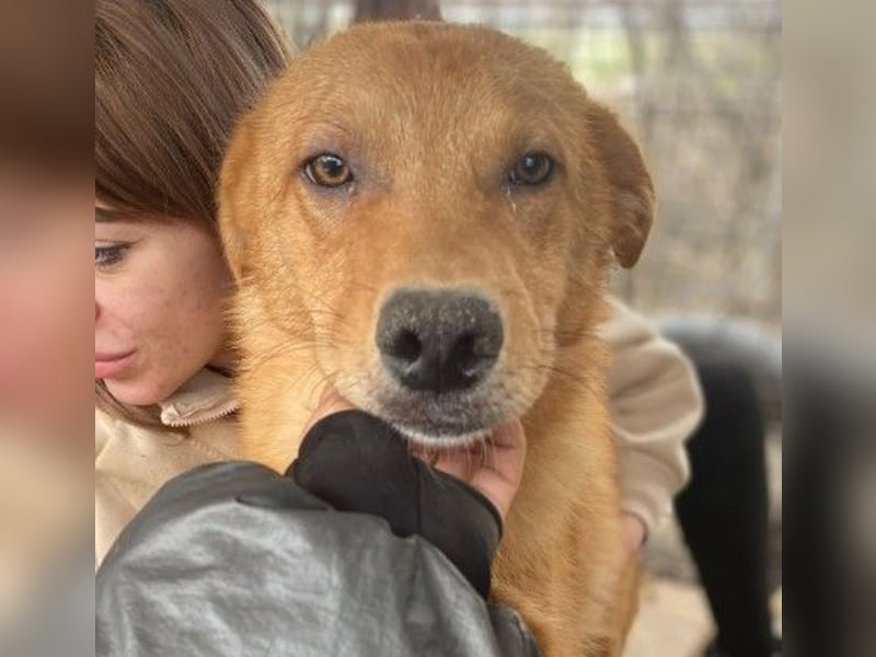 ESPRESSO - bezaubernder Junghund sucht seine Familie ESPRESSO - bezaubernder Junghund sucht seine Familie
