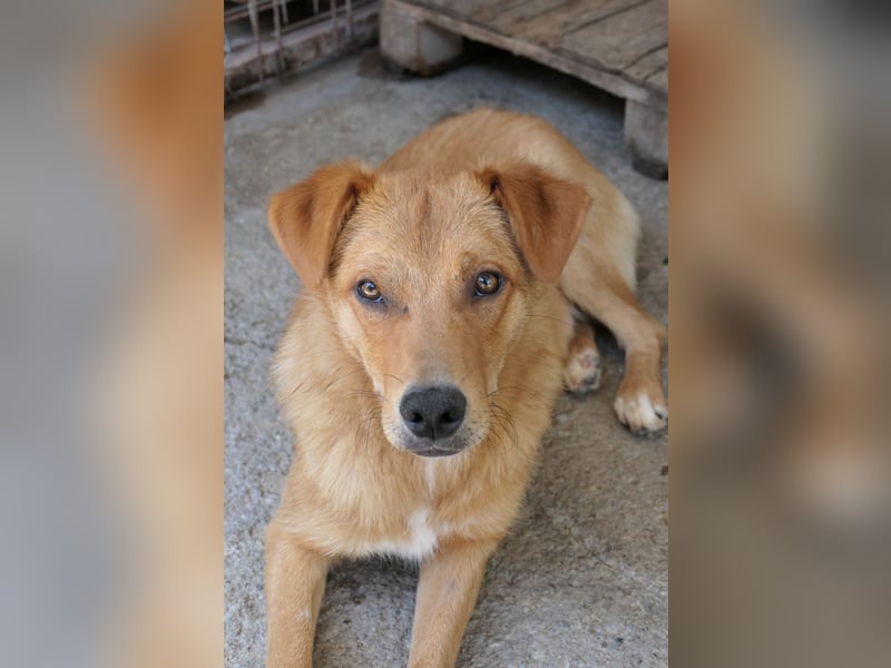 ESPRESSO - bezaubernder Junghund sucht seine Familie ESPRESSO - bezaubernder Junghund sucht seine Familie