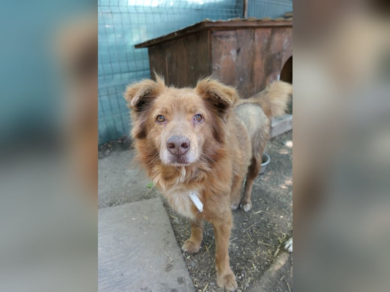 KASPER - wundervoller Rüde sucht ein liebevolles Zuhause