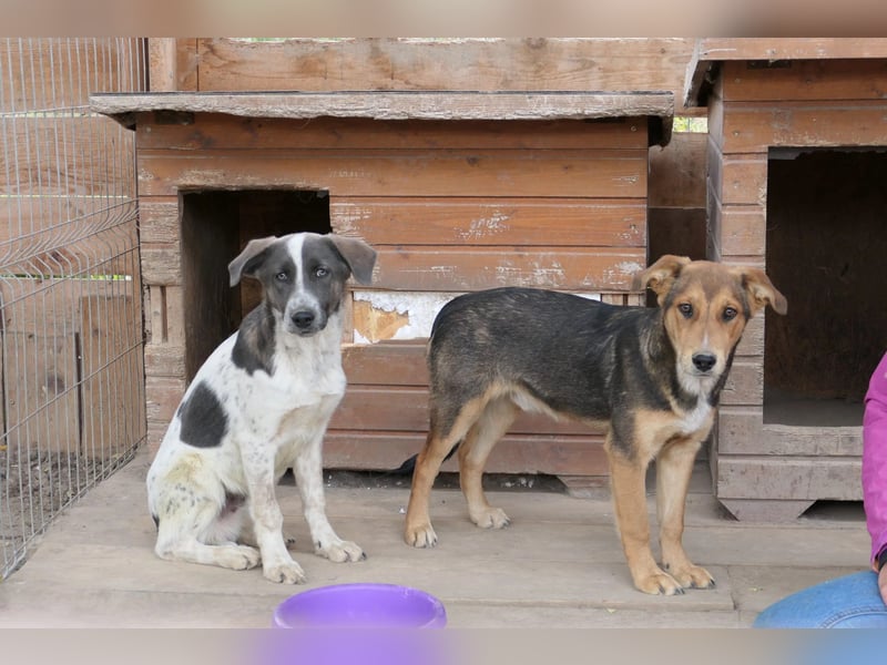FERNANDO - menschenbezogener Junghund sucht dringend liebevolles Zuhause FERNANDO - menschenbezogener Junghund sucht dringend liebevolles Zuhause