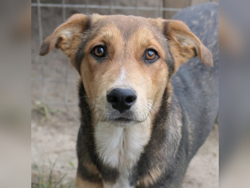 FERNANDO - menschenbezogener Junghund sucht dringend liebevolles Zuhause FERNANDO - menschenbezogener Junghund sucht dringend liebevolles Zuhause
