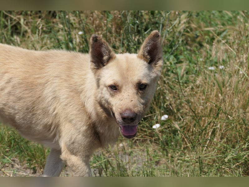 THIAGO - sanfter, neugieriger Rüde sucht sein großes Glück