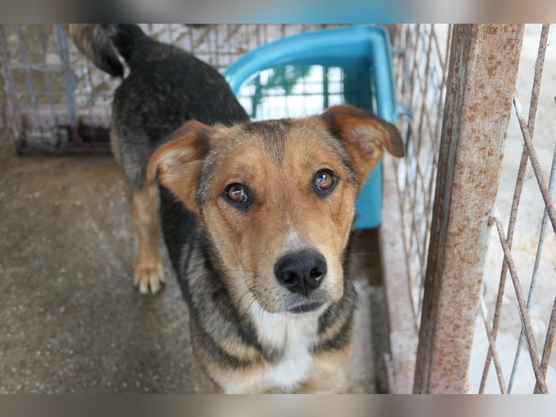 FERNANDO - menschenbezogener Junghund sucht dringend liebevolles Zuhause FERNANDO - menschenbezogener Junghund sucht dringend liebevolles Zuhause