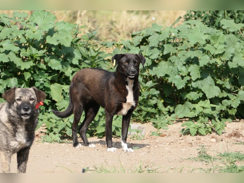 JOY - auf der Suche nach einem einfühlsamen Zuhause JOY - auf der Suche nach einem einfühlsamen Zuhause
