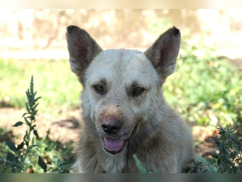 THIAGO - sanfter, neugieriger Rüde sucht sein großes Glück