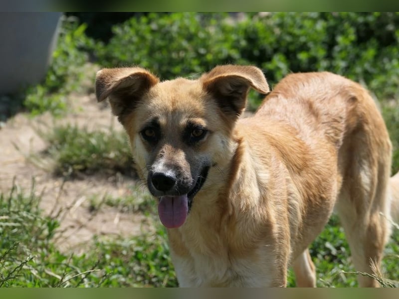 NAJMA - hübsche, schüchterne Hündin sucht dringend Vertrauen